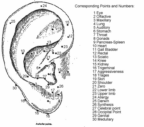 ear points acupuncture body chinese traditional medicine american graphic needles pts mechanisms benefits gif essence health au pasted